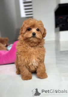 Photo №3. Femme maltaise. Ukraine