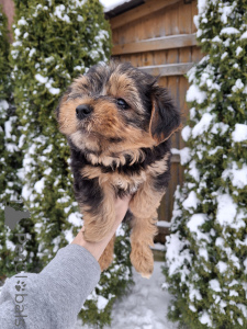 Photo №4. Je vais vendre biewer yorkshire terrier, yorkshire terrier en ville de Tallinn. annonce privée, de la fourrière, éleveur - prix - 650€