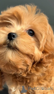 Photo №2 de l'annonce № 164612 de la vente bichon maltais - acheter à Ukraine éleveur