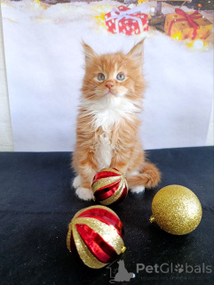 Photo №1. maine coon - à vendre en ville de Lobnia | 916€ | Annonce № 161027