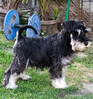 Photo №4. Je vais vendre schnauzer miniature en ville de Bačka Topola. éleveur - prix - 150€