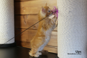Photos supplémentaires: Maine Coon chaton garçon en marbre rouge
