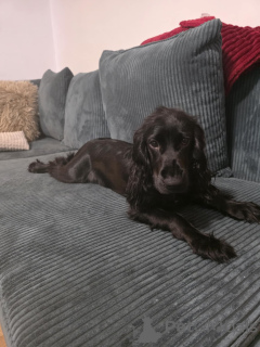 Photo №1. cocker spaniel anglais - à vendre en ville de Szczecine | 250€ | Annonce №148395