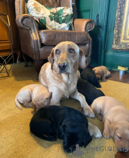Photo №1. labrador retriever - à vendre en ville de Bietigheim-Bissingen | 580€ | Annonce №174985