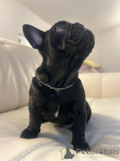 Photo №3. Exclusif! Chiots bouledogue français.. L'Autriche