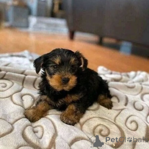Photo №1. laika de iakoutie, yorkshire terrier - à vendre en ville de Berlin | 550€ | Annonce №162841