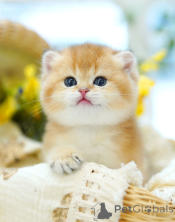 Photo №4. Je vais vendre british shorthair en ville de Bruxelles. éleveur - prix - négocié