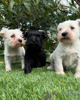 Photo №1. schnauzer miniature - à vendre en ville de Fracasse | négocié | Annonce №160855
