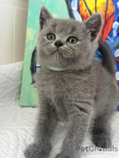 Photo №1. british shorthair - à vendre en ville de De Dettenheim | 350€ | Annonce № 173519