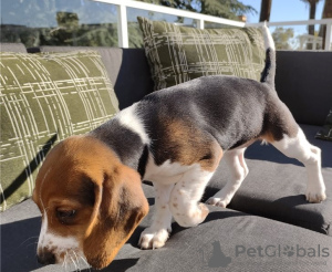 Photo №2 de l'annonce № 59085 de la vente beagle - acheter à USA annonce privée