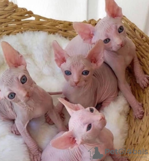 Photo №1. sphynx - à vendre en ville de Лювен | 150€ | Annonce № 123525