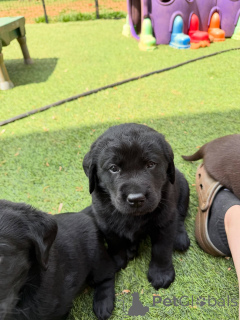 Photo №1. labrador retriever - à vendre en ville de Aarhus | négocié | Annonce №171284