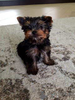 Photo №2 de l'annonce № 35878 de la vente yorkshire terrier - acheter à Allemagne annonce privée