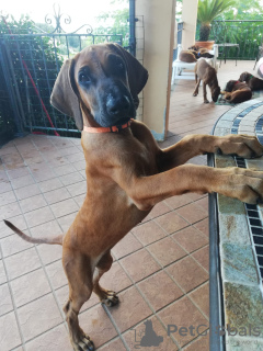 Photos supplémentaires: Chiots Rhodesian Ridgeback à vendre