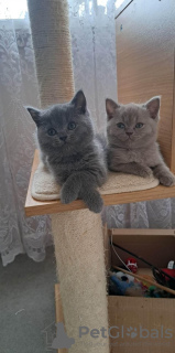 Photo №3. Chatons British Shorthair bleu pur enregistrés GCCF. Allemagne