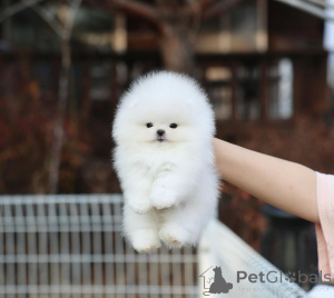 Photo №1. spitz nain - à vendre en ville de Nuremberg | 354€ | Annonce №167357