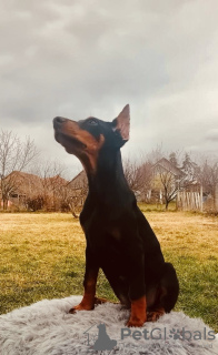 Photos supplémentaires: Chiots Dobermann