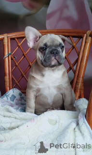 Photo №1. bouledogue - à vendre en ville de Minsk | 500€ | Annonce №161753