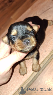 Photo №3. Miniature Yorki.. Estonie