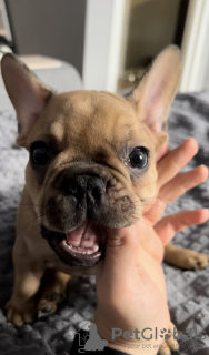 Photo №4. Je vais vendre bouledogue en ville de Москва. annonce privée - prix - 647€