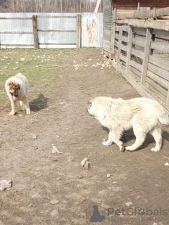 Photos supplémentaires: Chiots de berger du Caucase