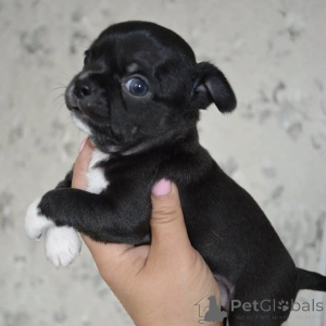 Photo №1. chihuahua - à vendre en ville de Fiburg | négocié | Annonce №178090