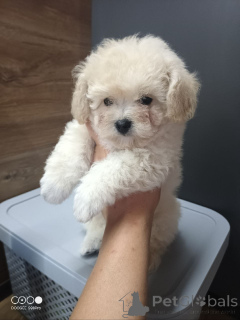 Photo №2 de l'annonce № 146472 de la vente bichon à poil frisé, yorkshire terrier, bichon maltais, maltipu, caniche (nain), caniche (jouet) - acheter à Fédération de Russie annonce privée, éleveur