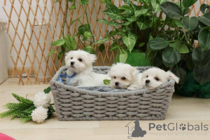 Photo №2 de l'annonce № 152171 de la vente bichon maltais - acheter à Serbie 