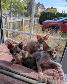 Photo №1. devon rex - à vendre en ville de Bleialf | 350€ | Annonce № 153371