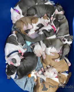Photo №3. Pitbull Terrier Puppies à vendre. USA