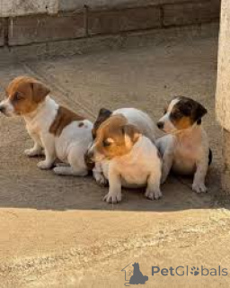 Photo №1. jack russell terrier - à vendre en ville de Milan | 700€ | Annonce №165791