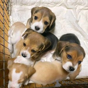 Photo №1. beagle - à vendre en ville de Флорида Сити | 531€ | Annonce №138835