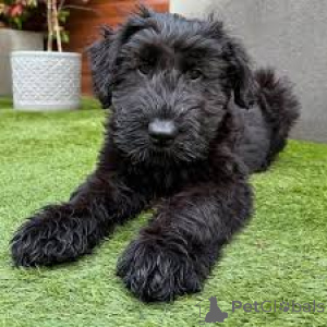 Photo №3. Chiots Schnauzer à vendre. Pays Bas