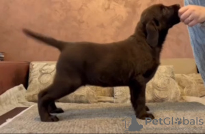 Photo №2 de l'annonce № 131127 de la vente labrador retriever - acheter à Serbie 