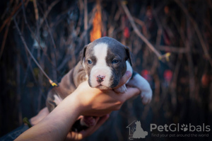 Photos supplémentaires: Chiots American Staffordshire Terrier