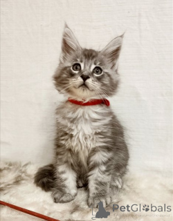 Photo №1. maine coon - à vendre en ville de Genestroo | 350€ | Annonce № 178738