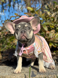 Photo №1. bouledogue - à vendre en ville de Munich | 540€ | Annonce №156369