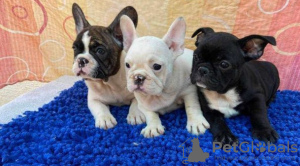 Photo №1. bouledogue - à vendre en ville de Штутгарт | 404€ | Annonce №128247