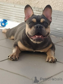 Photos supplémentaires: Mignons chiots bouledogues français.