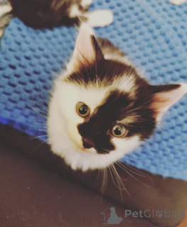 Photo №1. british shorthair - à vendre en ville de Delft | négocié | Annonce № 176819