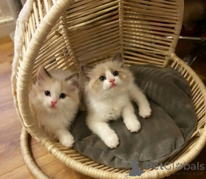 Photo №1. ragdoll - à vendre en ville de Kleinmachnow | 350€ | Annonce № 178182