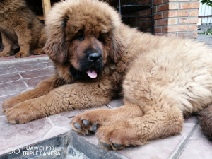 Photo №3. Mastiff tibétain. Fédération de Russie