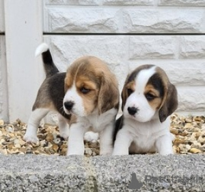 Photo №1. beagle - à vendre en ville de Bönnigheim | 1000€ | Annonce №130708