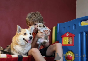 Photo №3. Chiot corgi gallois. Allemagne