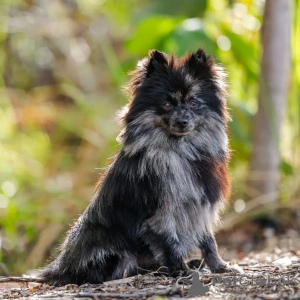 Photo №4. Je vais vendre spitz nain en ville de Varsovie. éleveur - prix - négocié