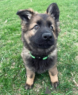 Photo №3. De magnifiques chiots berger allemand disponibles et prêts pour leur nouvelle. République Tchèque