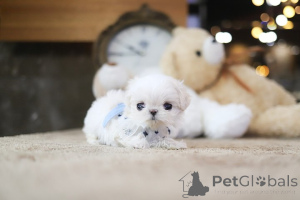 Photo №1. bichon maltais - à vendre en ville de Beverly Hills | négocié | Annonce №154084