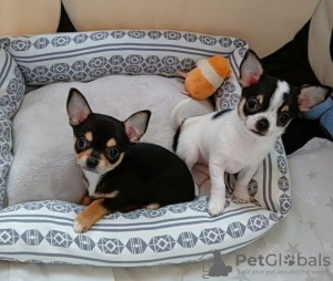 Photo №1. chihuahua - à vendre en ville de Риза | Gratuit | Annonce №130177