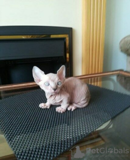 Photo №4. Je vais vendre sphynx en ville de Флорида Сити. éleveur - prix - 700€