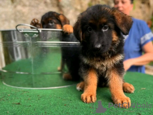 Photo №3. Des chiots berger allemands adorables et en bonne santé maintenant à vendre. Allemagne